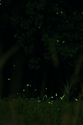 Fireflies Chris Ecgnoto